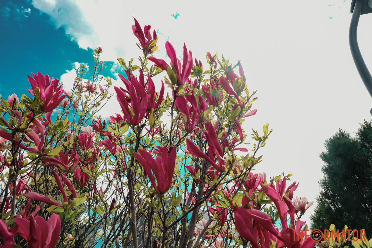 У Дніпрі у сквері Прибережному та на Перемозі розквітли ніжні сакури та магнолії 5