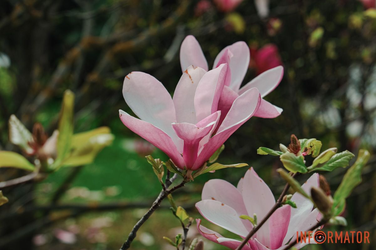 У Дніпрі у сквері Прибережному та на Перемозі розквітли ніжні сакури та магнолії 10