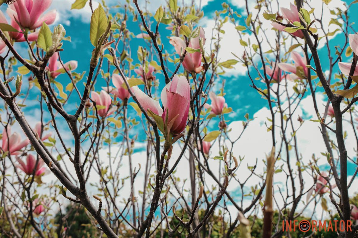 У Дніпрі у сквері Прибережному та на Перемозі розквітли ніжні сакури та магнолії 4
