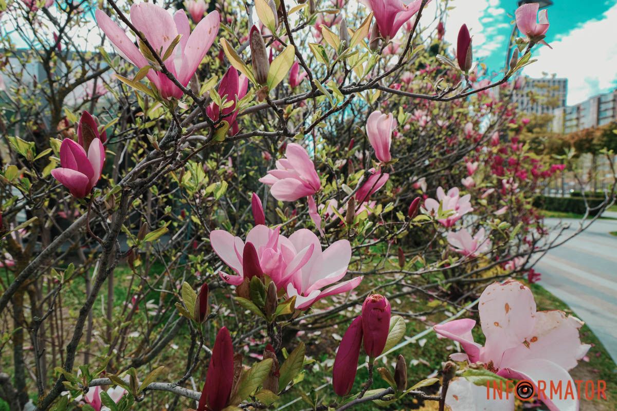 У Дніпрі у сквері Прибережному та на Перемозі розквітли ніжні сакури та магнолії 9