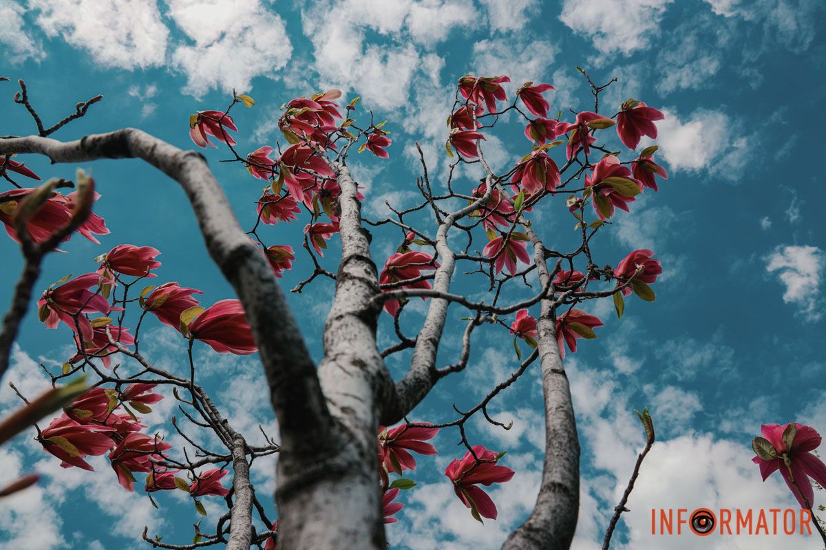У Дніпрі у сквері Прибережному та на Перемозі розквітли ніжні сакури та магнолії 13
