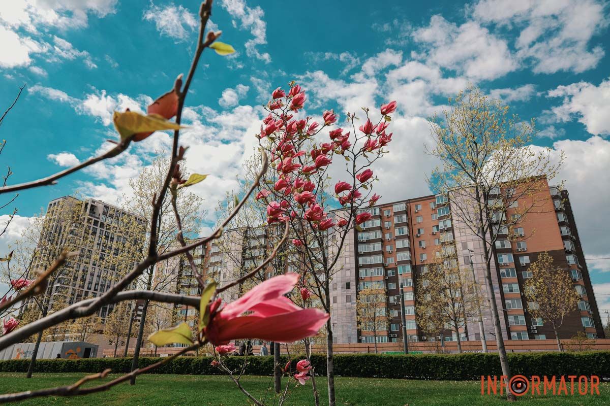 У Дніпрі у сквері Прибережному та на Перемозі розквітли ніжні сакури та магнолії 6