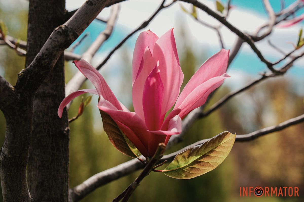 У Дніпрі у сквері Прибережному та на Перемозі розквітли ніжні сакури та магнолії 12