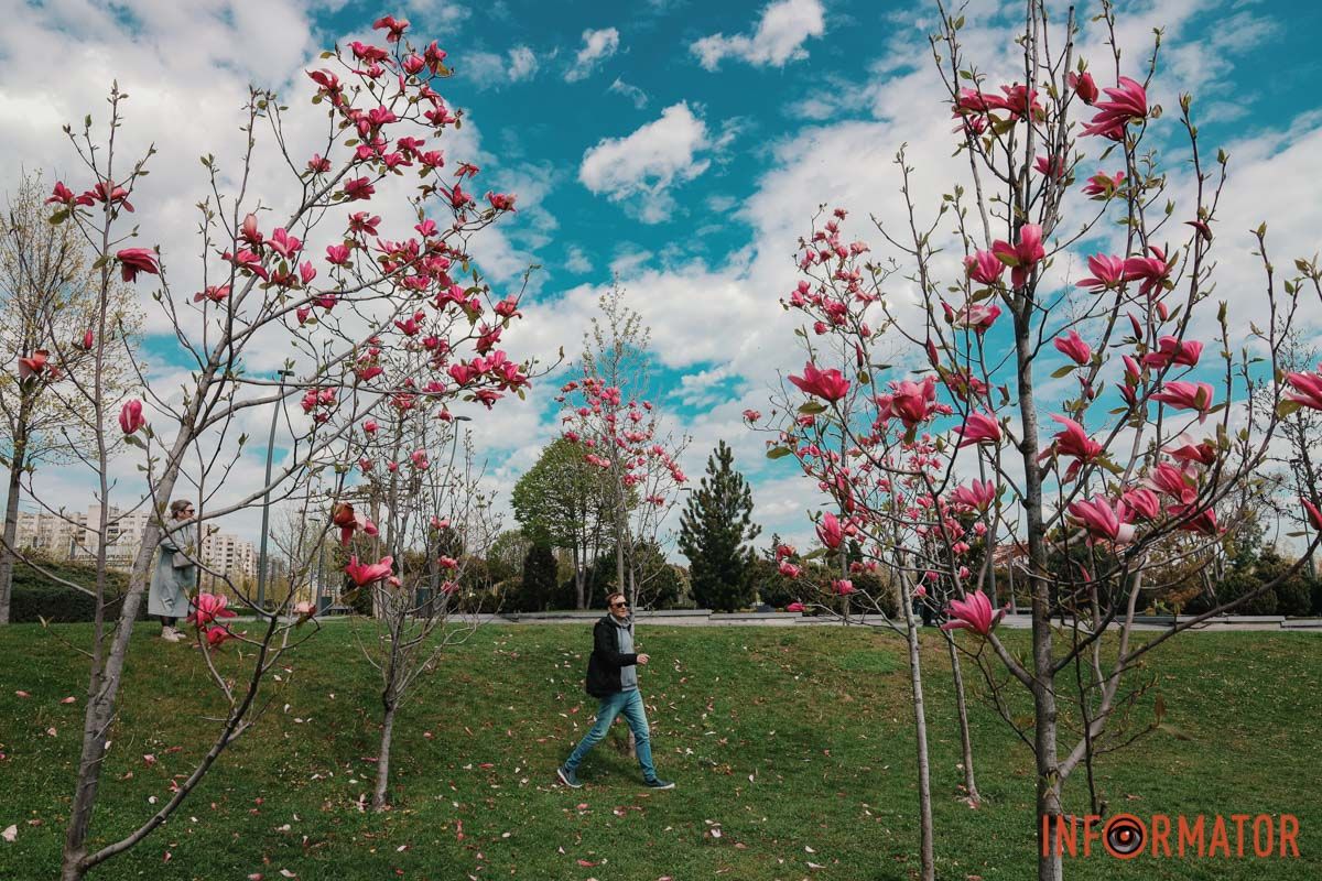 У Дніпрі у сквері Прибережному та на Перемозі розквітли ніжні сакури та магнолії 3