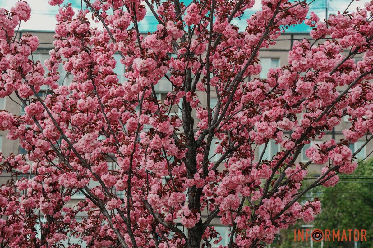 У Дніпрі у сквері Прибережному та на Перемозі розквітли ніжні сакури та магнолії 22