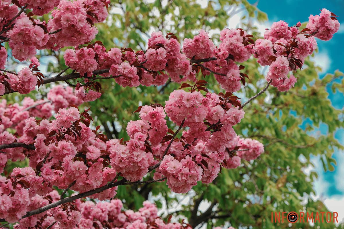 У Дніпрі у сквері Прибережному та на Перемозі розквітли ніжні сакури та магнолії 24