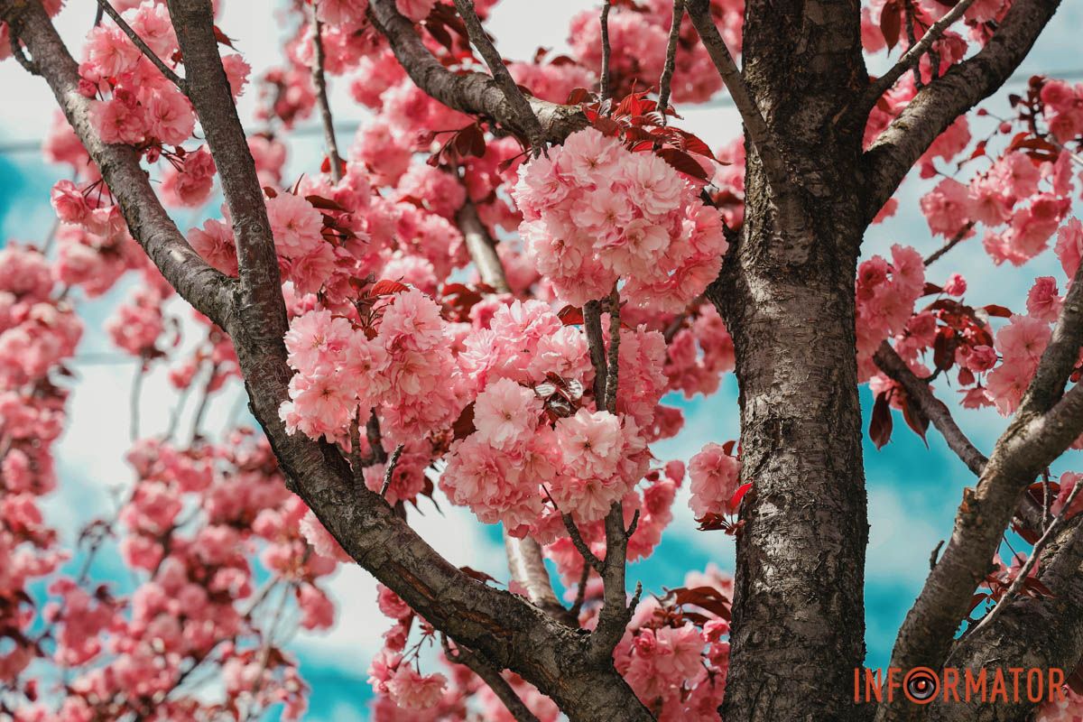 У Дніпрі у сквері Прибережному та на Перемозі розквітли ніжні сакури та магнолії 16