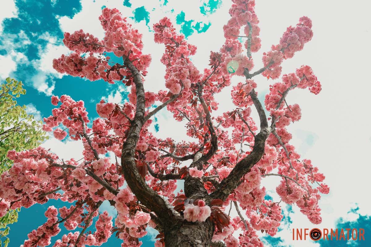У Дніпрі у сквері Прибережному та на Перемозі розквітли ніжні сакури та магнолії 25