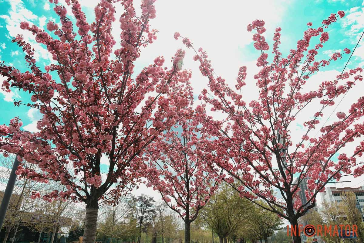 У Дніпрі у сквері Прибережному та на Перемозі розквітли ніжні сакури та магнолії 20