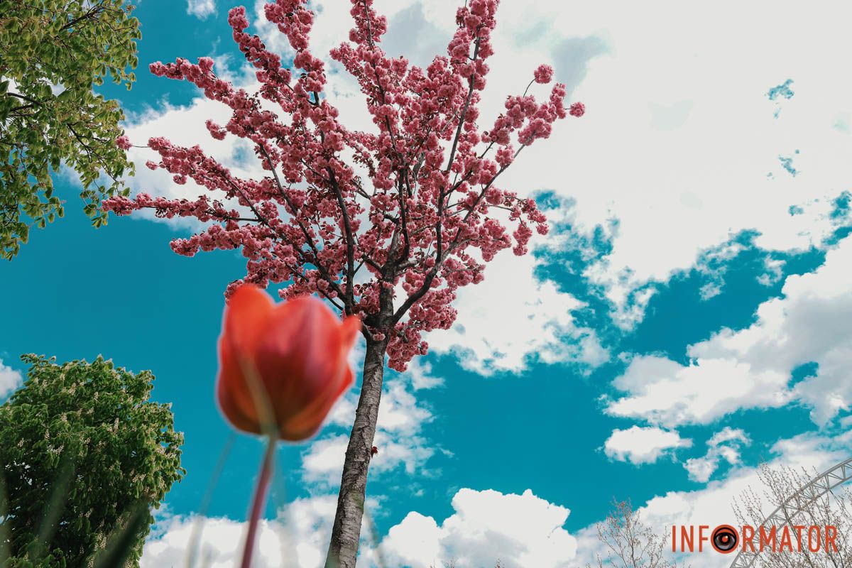 У Дніпрі у сквері Прибережному та на Перемозі розквітли ніжні сакури та магнолії 23