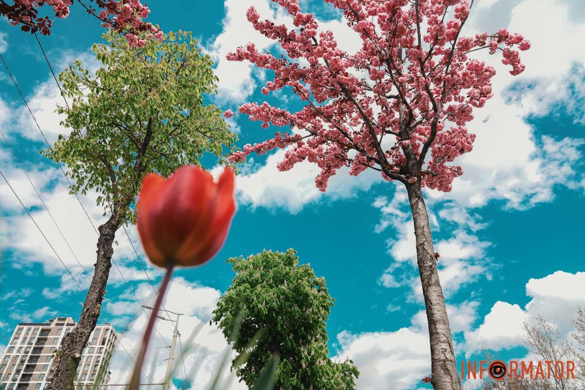 У Дніпрі у сквері Прибережному та на Перемозі розквітли ніжні сакури та магнолії 17