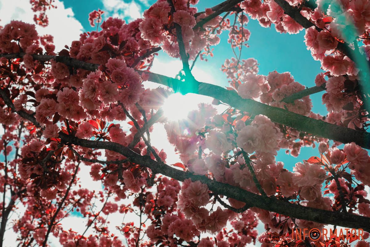 У Дніпрі у сквері Прибережному та на Перемозі розквітли ніжні сакури та магнолії 26