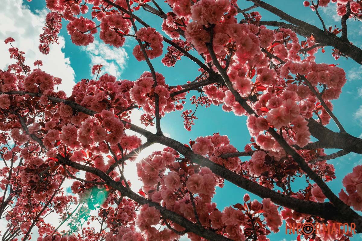 У Дніпрі у сквері Прибережному та на Перемозі розквітли ніжні сакури та магнолії 27