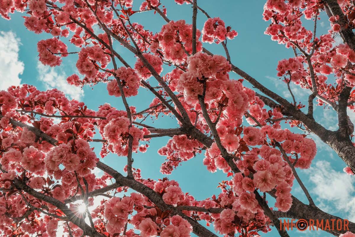 У Дніпрі у сквері Прибережному та на Перемозі розквітли ніжні сакури та магнолії 21