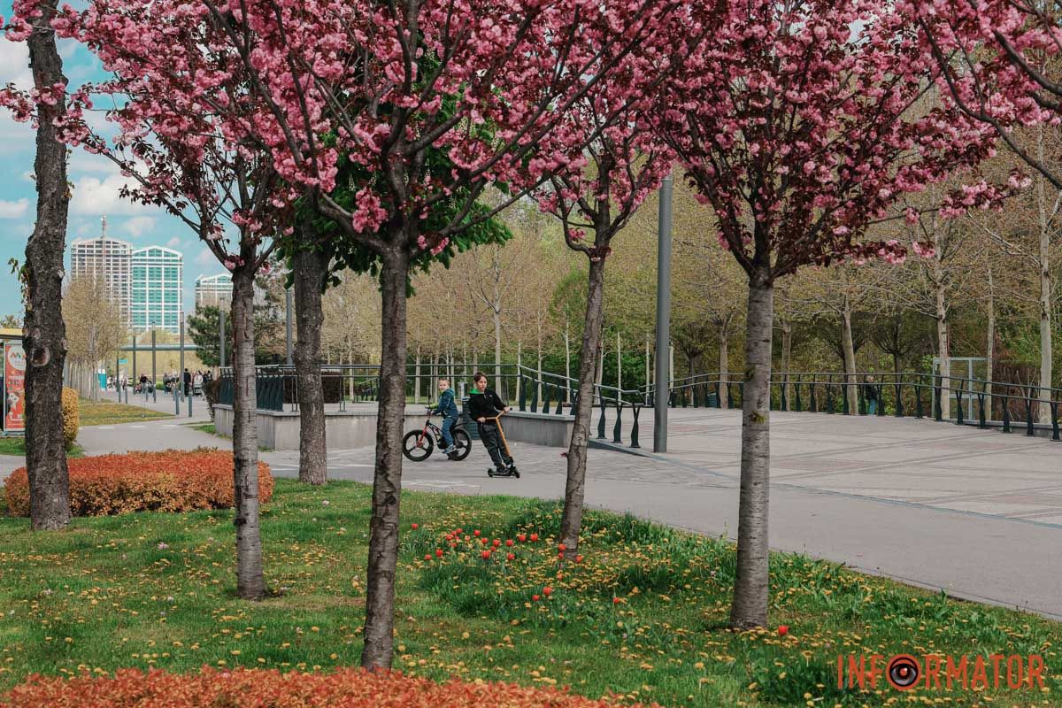 У Дніпрі у сквері Прибережному та на Перемозі розквітли ніжні сакури та магнолії 19