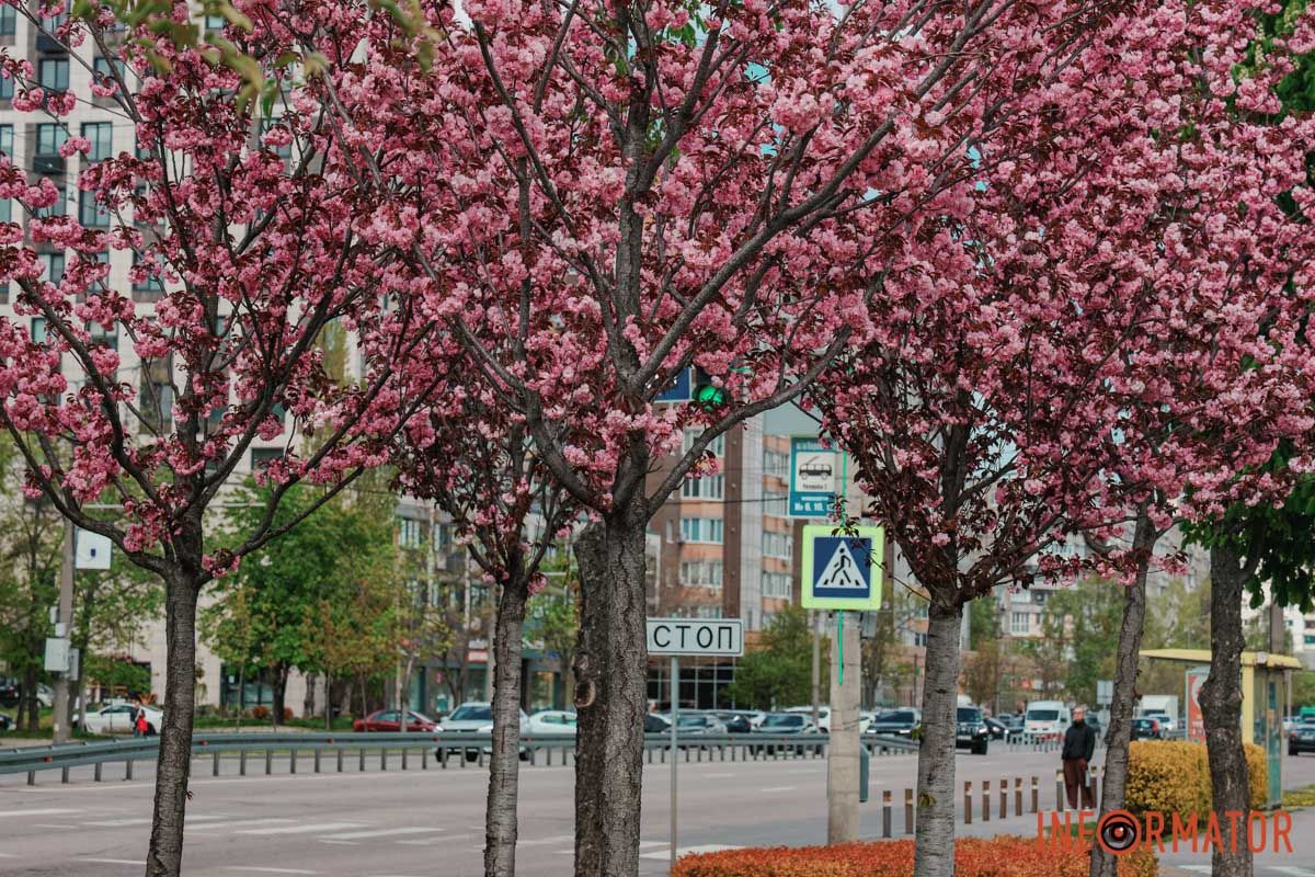 У Дніпрі у сквері Прибережному та на Перемозі розквітли ніжні сакури та магнолії 29