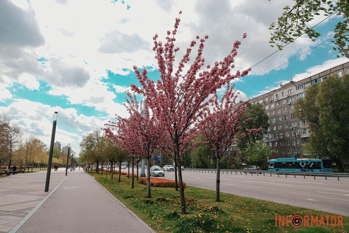 У Дніпрі у сквері Прибережному та на Перемозі розквітли ніжні сакури та магнолії 28