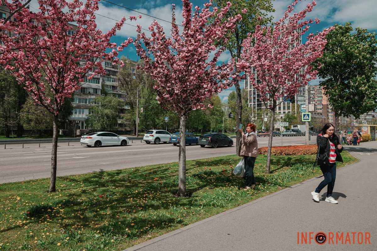 У Дніпрі у сквері Прибережному та на Перемозі розквітли ніжні сакури та магнолії 18