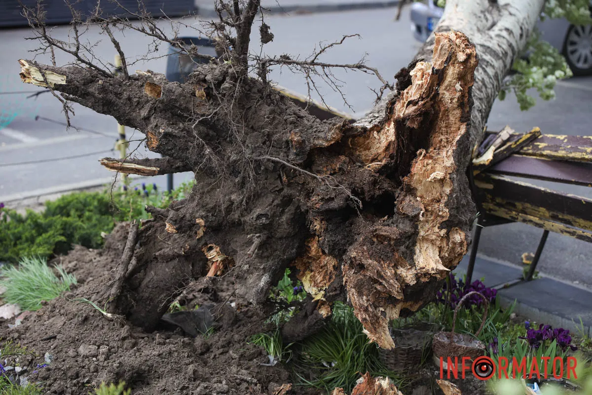 Шторм в Днепре 26 апреля: падение деревьев и поврежденные авто 10