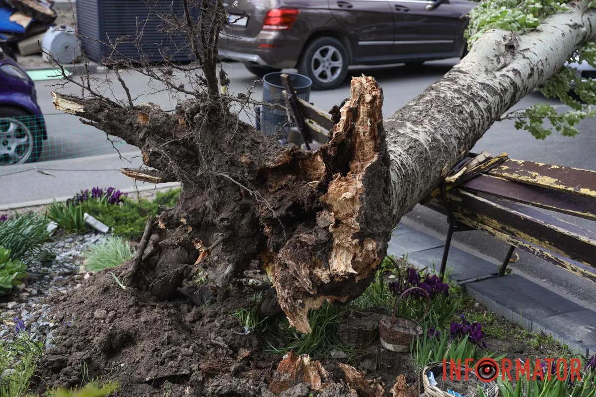 Шторм в Днепре 26 апреля: падение деревьев и поврежденные авто 19