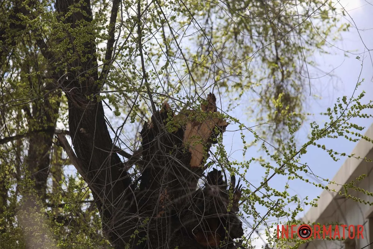 Шторм в Днепре 26 апреля: падение деревьев и поврежденные авто 22