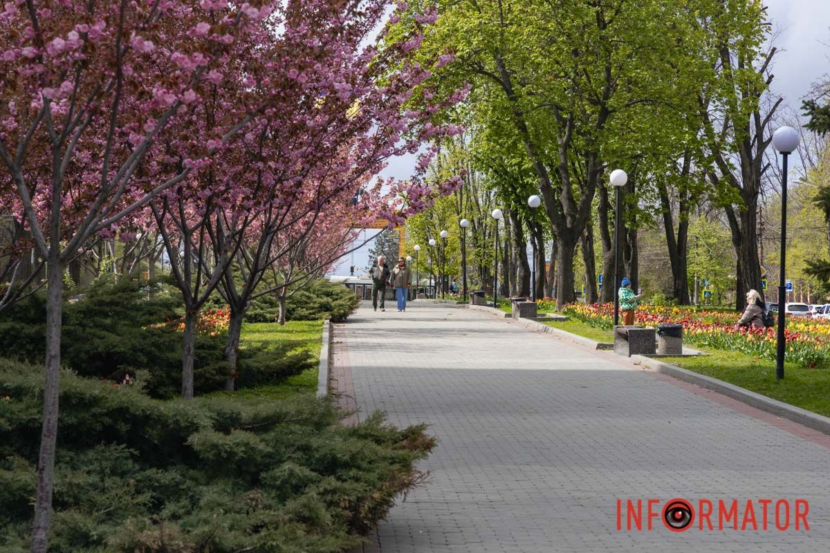 Ідеї для фотографій: де у Дніпрі ще розквітли алеї сакур та тюльпанів 7