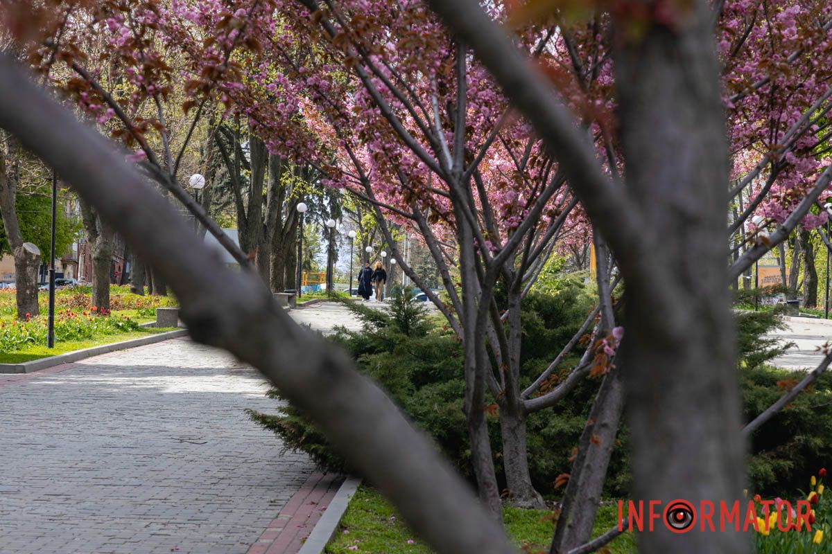 Ідеї для фотографій: де у Дніпрі ще розквітли алеї сакур та тюльпанів 1