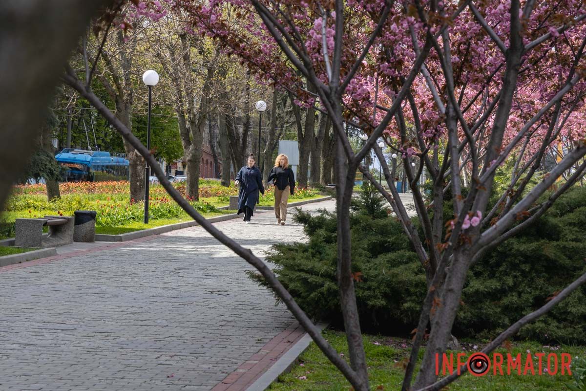Ідеї для фотографій: де у Дніпрі ще розквітли алеї сакур та тюльпанів 4