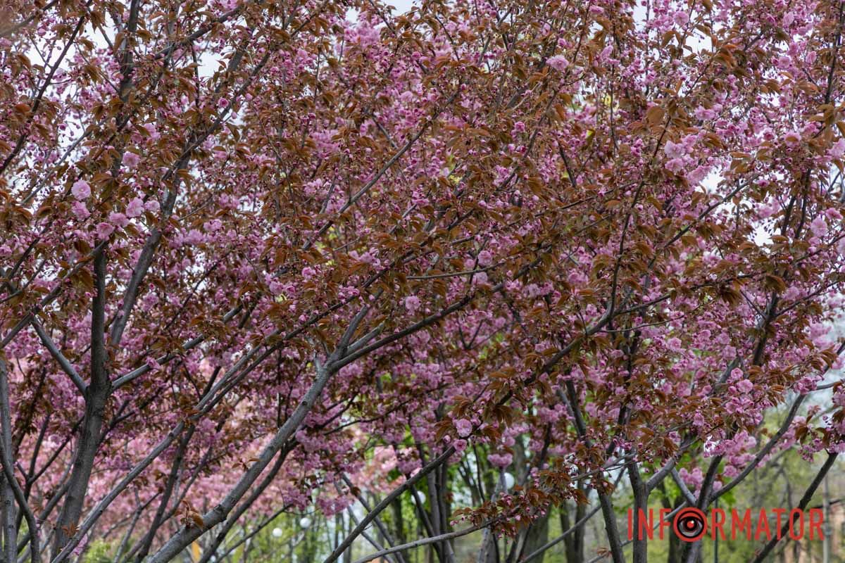 Ідеї для фотографій: де у Дніпрі ще розквітли алеї сакур та тюльпанів 8