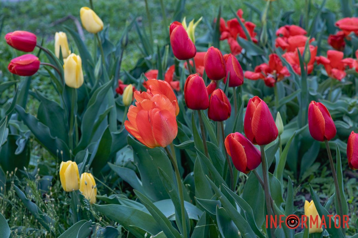 Ідеї для фотографій: де у Дніпрі ще розквітли алеї сакур та тюльпанів 11