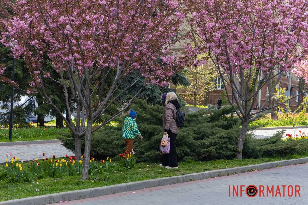 Ідеї для фотографій: де у Дніпрі ще розквітли алеї сакур та тюльпанів 10