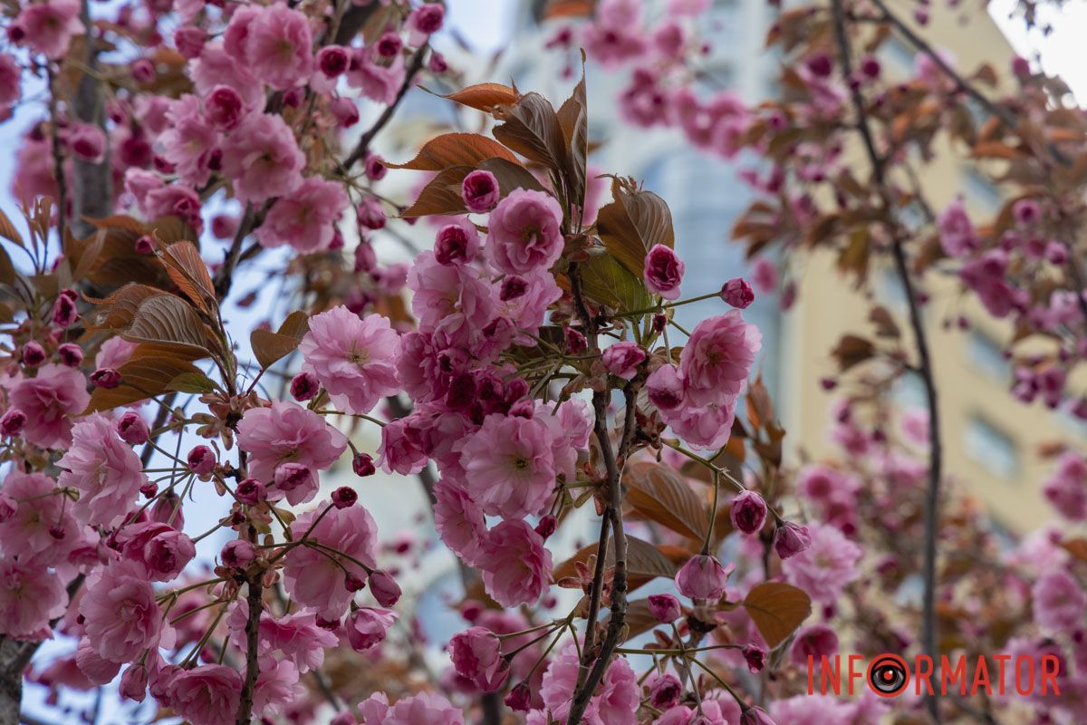 Ідеї для фотографій: де у Дніпрі ще розквітли алеї сакур та тюльпанів 6