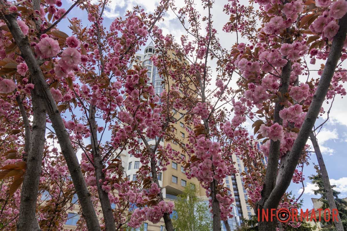 Ідеї для фотографій: де у Дніпрі ще розквітли алеї сакур та тюльпанів 5
