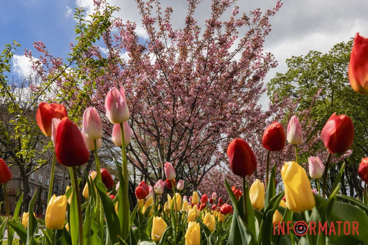 Ідеї для фотографій: де у Дніпрі ще розквітли алеї сакур та тюльпанів 9