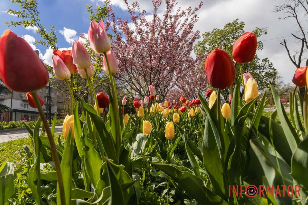 Ідеї для фотографій: де у Дніпрі ще розквітли алеї сакур та тюльпанів 2