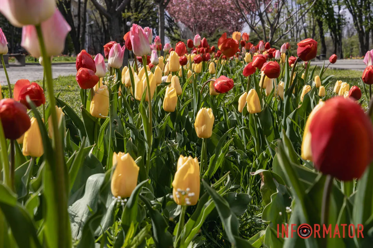 Ідеї для фотографій: де у Дніпрі ще розквітли алеї сакур та тюльпанів 12