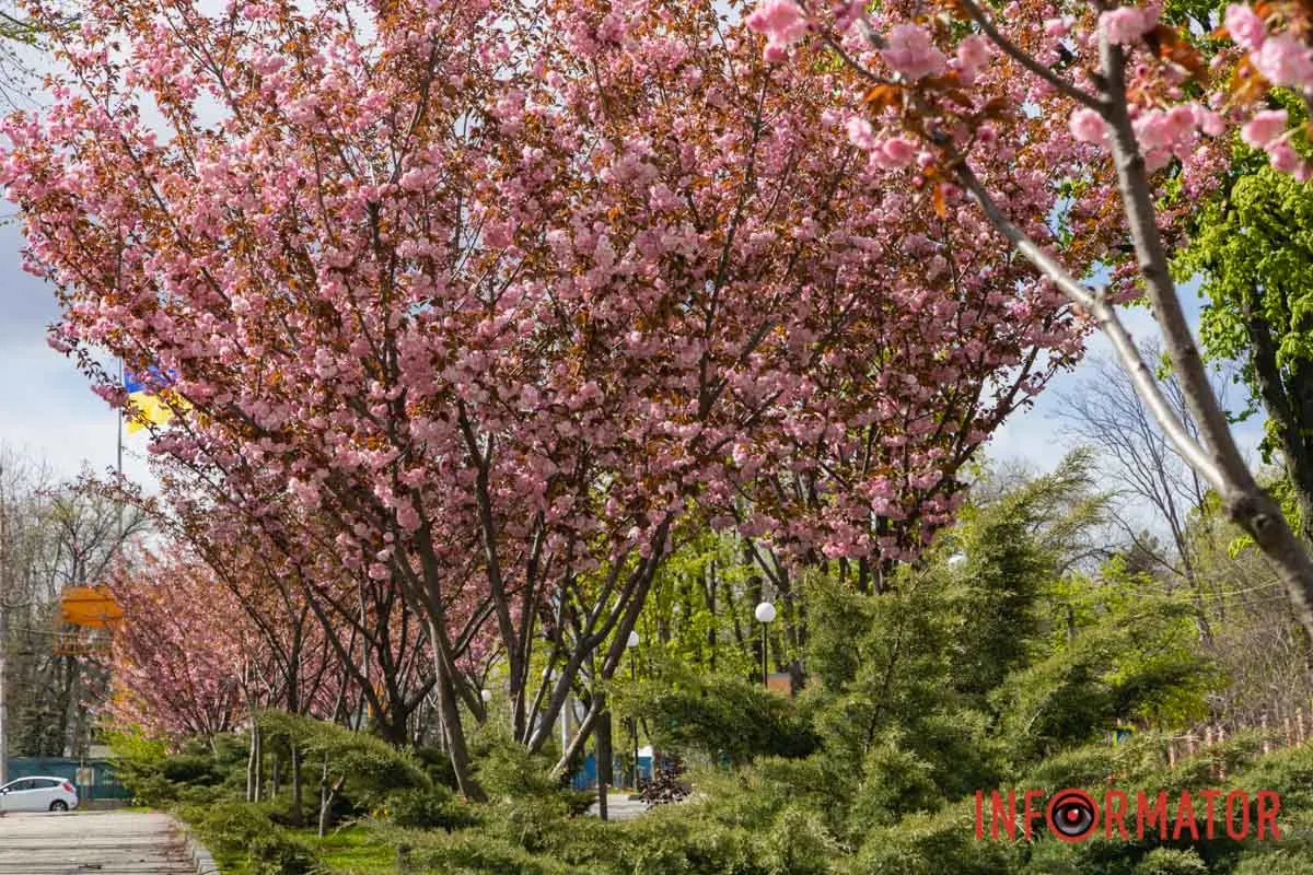 Ідеї для фотографій: де у Дніпрі ще розквітли алеї сакур та тюльпанів 25