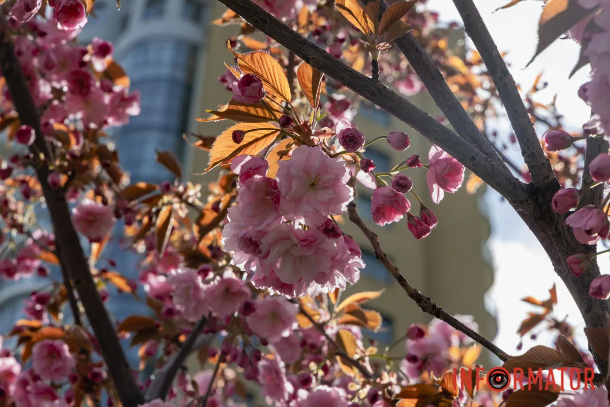 Ідеї для фотографій: де у Дніпрі ще розквітли алеї сакур та тюльпанів 16