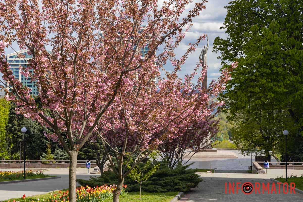 Ідеї для фотографій: де у Дніпрі ще розквітли алеї сакур та тюльпанів 17