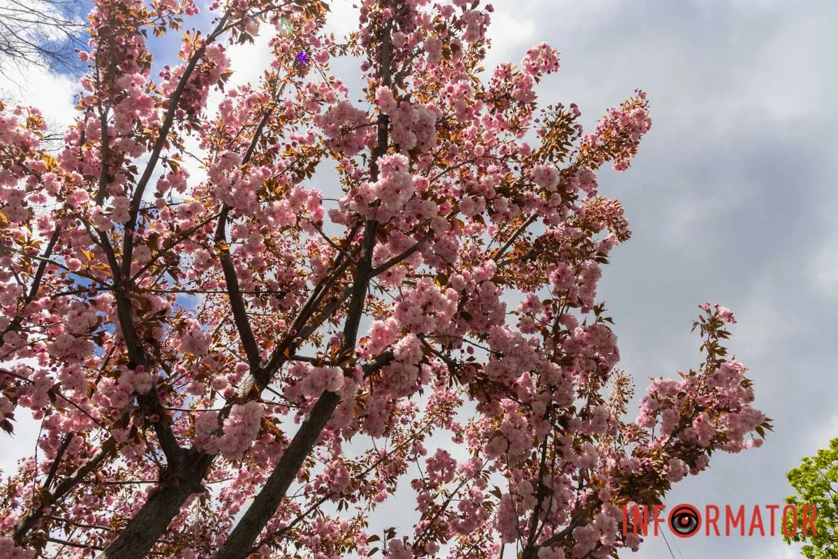 Ідеї для фотографій: де у Дніпрі ще розквітли алеї сакур та тюльпанів 24