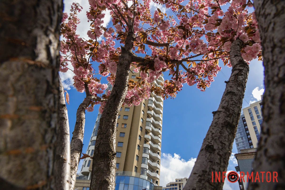 Ідеї для фотографій: де у Дніпрі ще розквітли алеї сакур та тюльпанів 23