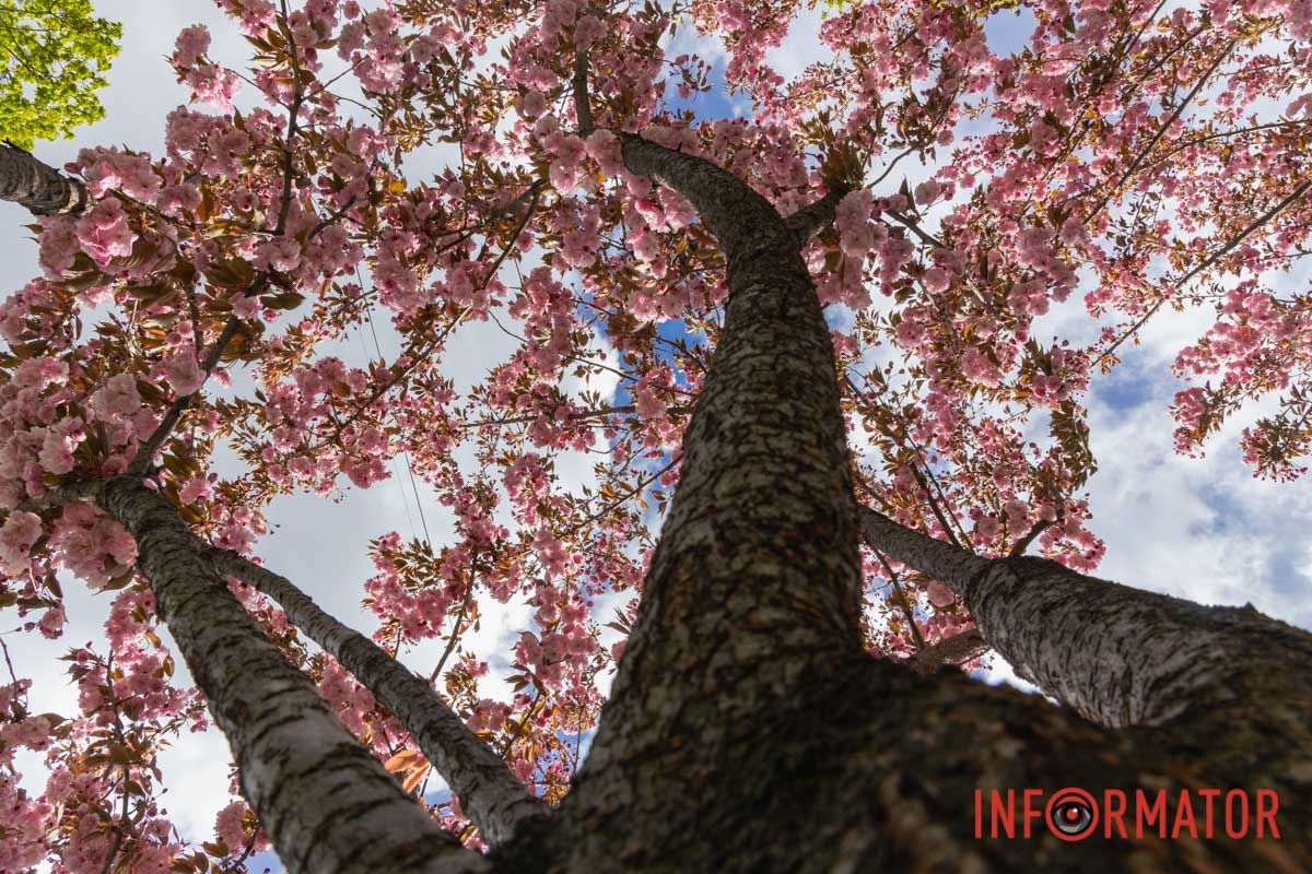 Ідеї для фотографій: де у Дніпрі ще розквітли алеї сакур та тюльпанів 14