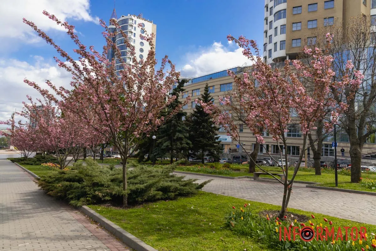 Ідеї для фотографій: де у Дніпрі ще розквітли алеї сакур та тюльпанів 21