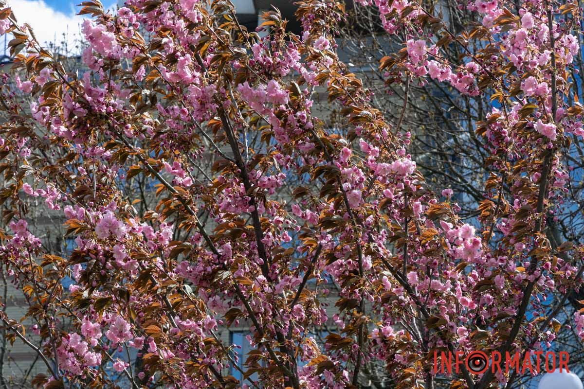 Ідеї для фотографій: де у Дніпрі ще розквітли алеї сакур та тюльпанів 22