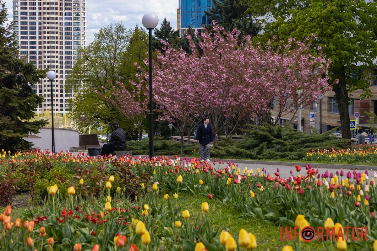 Ідеї для фотографій: де у Дніпрі ще розквітли алеї сакур та тюльпанів 19