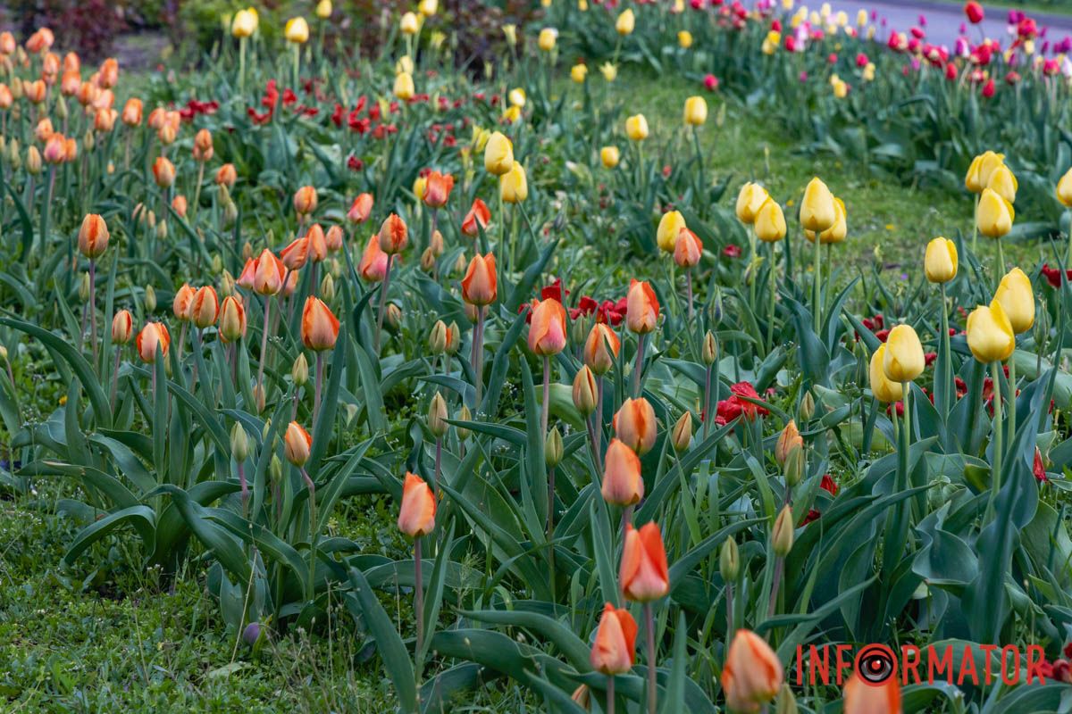 Ідеї для фотографій: де у Дніпрі ще розквітли алеї сакур та тюльпанів 15