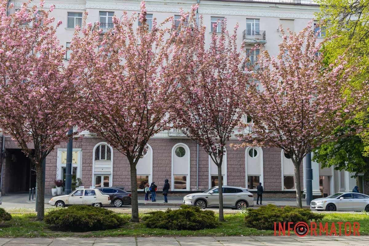 Ідеї для фотографій: де у Дніпрі ще розквітли алеї сакур та тюльпанів 27