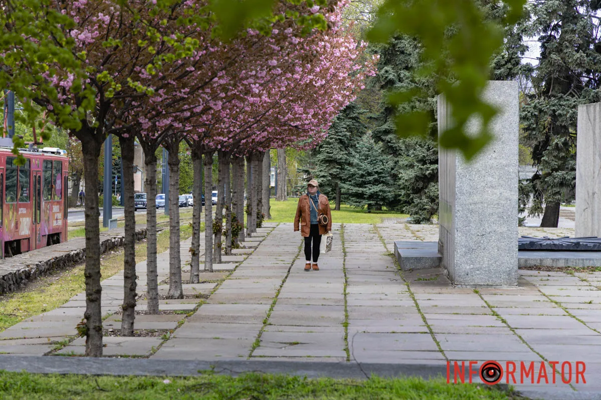 Ідеї для фотографій: де у Дніпрі ще розквітли алеї сакур та тюльпанів 26