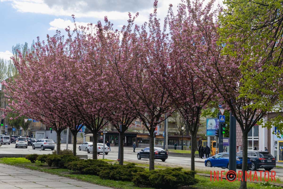 Ідеї для фотографій: де у Дніпрі ще розквітли алеї сакур та тюльпанів 29