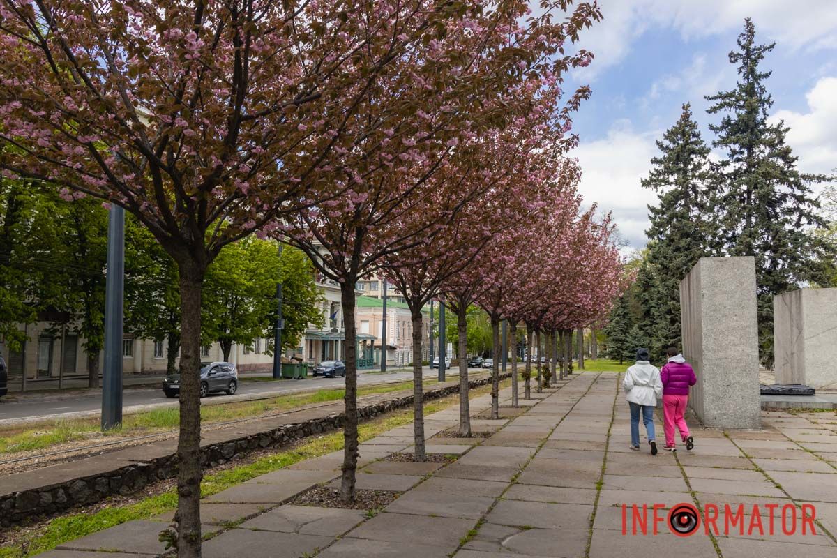 Ідеї для фотографій: де у Дніпрі ще розквітли алеї сакур та тюльпанів 28